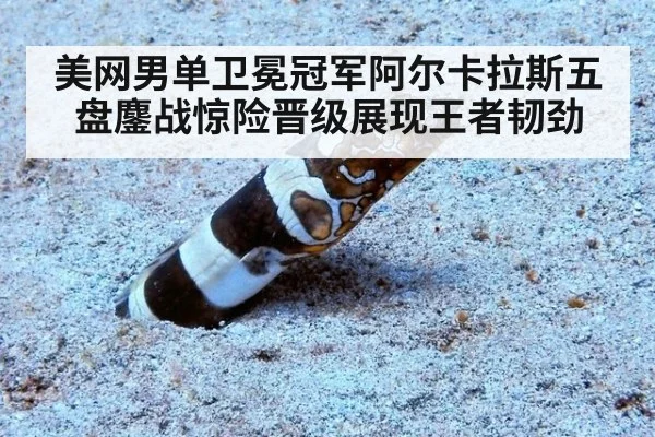 美网男单卫冕冠军阿尔卡拉斯五盘鏖战惊险晋级展现王者韧劲